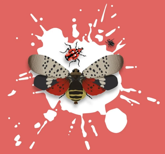No Hokus Pokus: The Lanternfly In Fokus!